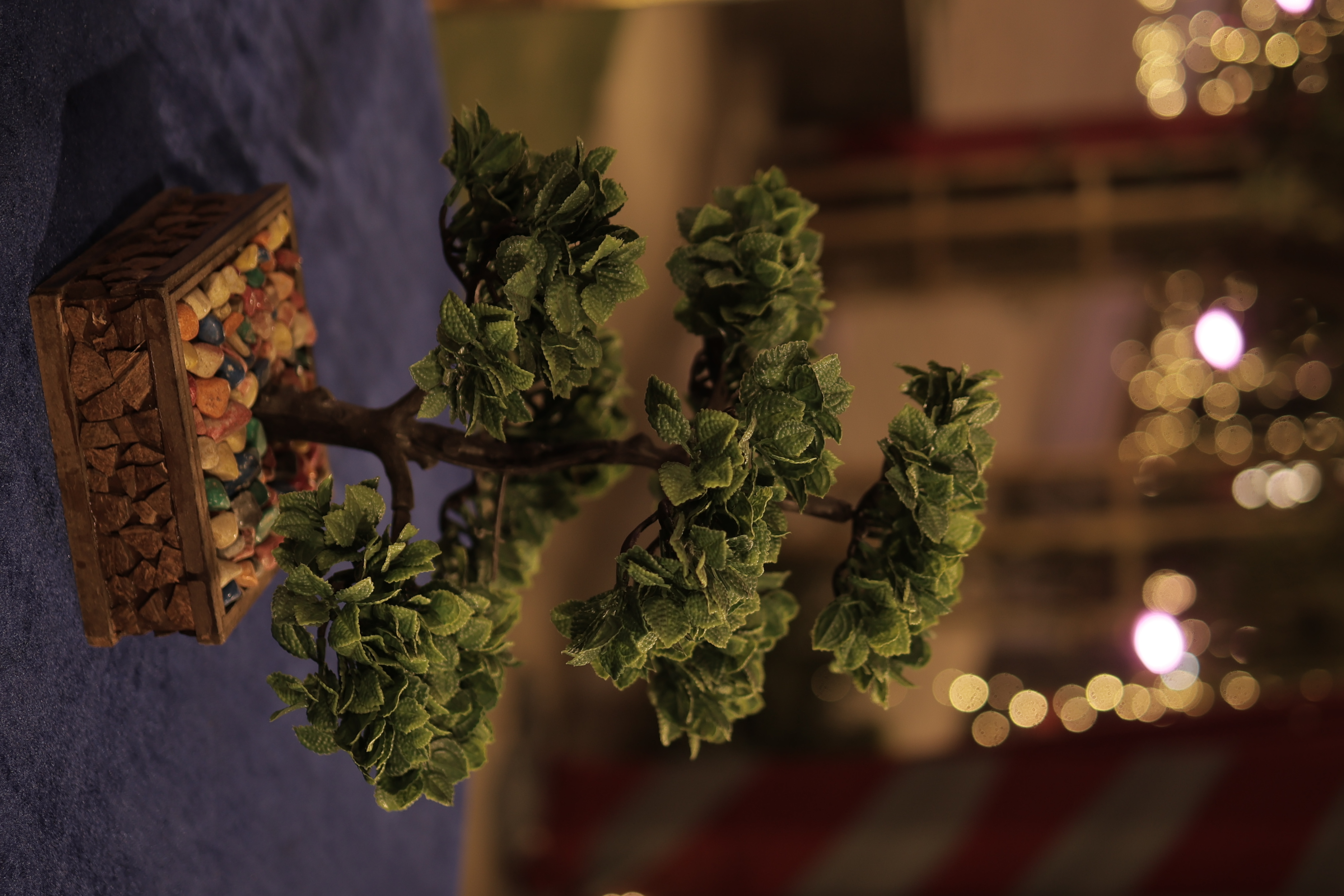 Soni Garden Photo 11